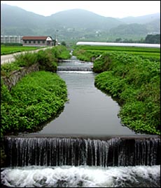 경지정리로 반듯하게(?) 흐르는 마을 앞 개울. 어도조차 만들어 놓지 않아 물고기들이 아래위로 오갈 수 없습니다. 